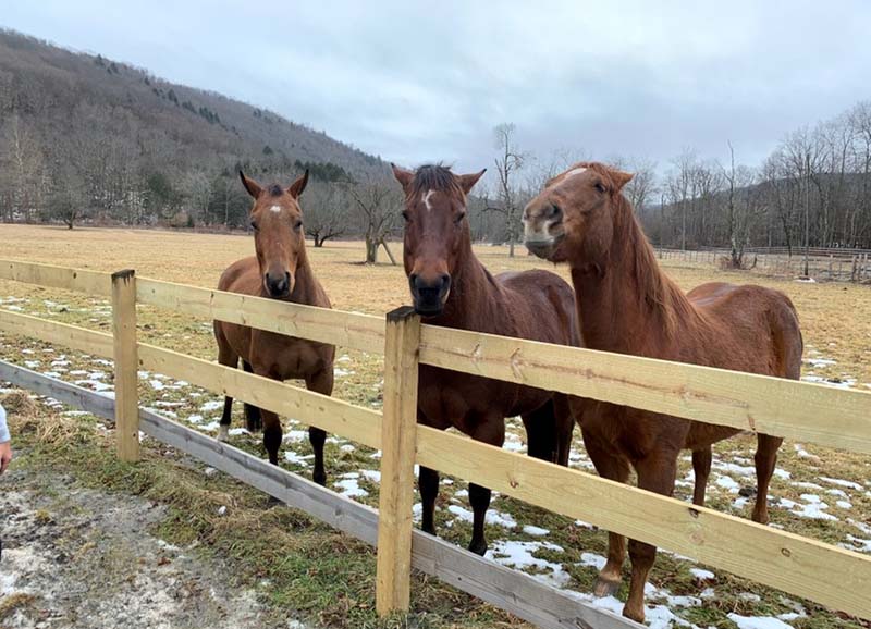 Horseback riding in the Catskills